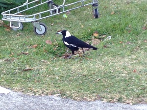 The crows here are black and white